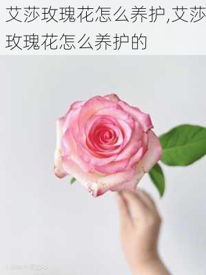 艾莎玫瑰花怎么养护,艾莎玫瑰花怎么养护的