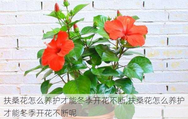 扶桑花怎么养护才能冬季开花不断,扶桑花怎么养护才能冬季开花不断呢