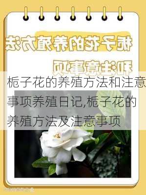 栀子花的养殖方法和注意事项养殖日记,栀子花的养殖方法及注意事项