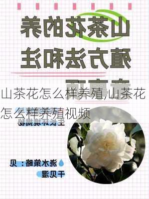 山茶花怎么样养殖,山茶花怎么样养殖视频