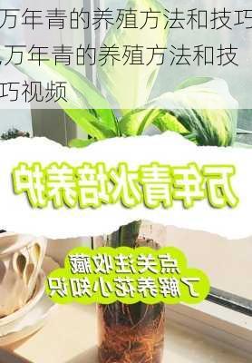 万年青的养殖方法和技巧,万年青的养殖方法和技巧视频