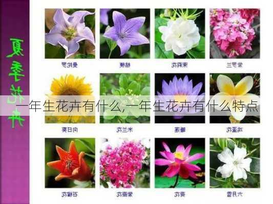 一年生花卉有什么,一年生花卉有什么特点