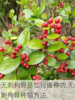 无刺枸骨是如何播种的,无刺枸骨种植方法