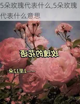 5朵玫瑰代表什么,5朵玫瑰代表什么意思