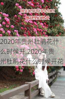 2020年贵州杜鹃花什么时候开,2020年贵州杜鹃花什么时候开花