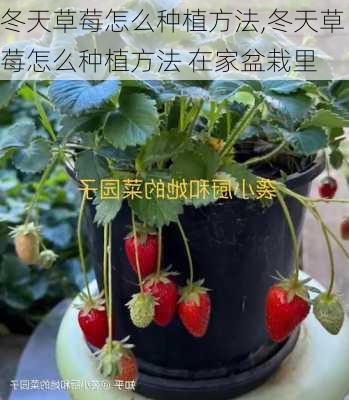 冬天草莓怎么种植方法,冬天草莓怎么种植方法 在家盆栽里