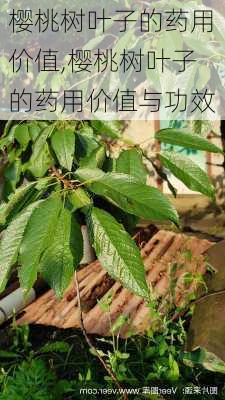 樱桃树叶子的药用价值,樱桃树叶子的药用价值与功效