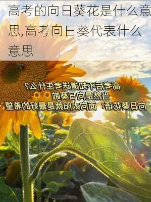 高考的向日葵花是什么意思,高考向日葵代表什么意思