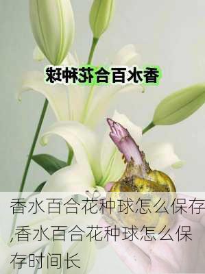 香水百合花种球怎么保存,香水百合花种球怎么保存时间长