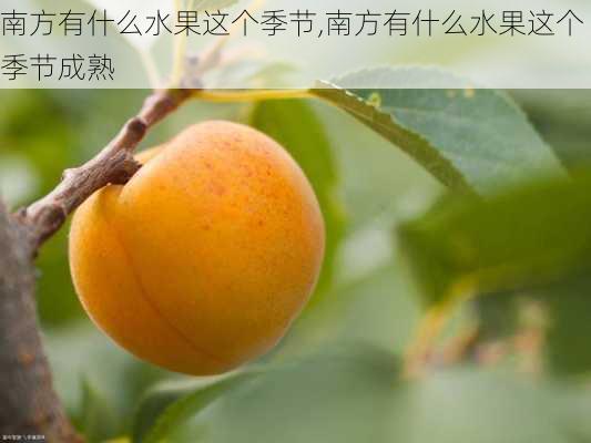 南方有什么水果这个季节,南方有什么水果这个季节成熟