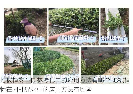 地被植物在园林绿化中的应用方法有哪些,地被植物在园林绿化中的应用方法有哪些