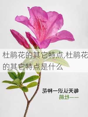 杜鹃花的其它特点,杜鹃花的其它特点是什么