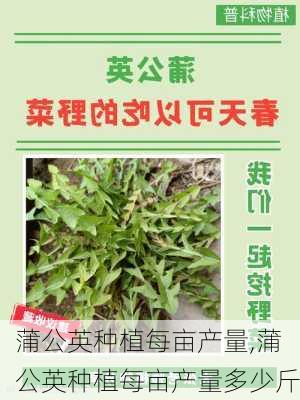 蒲公英种植每亩产量,蒲公英种植每亩产量多少斤