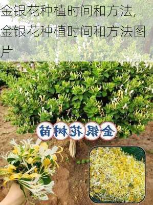 金银花种植时间和方法,金银花种植时间和方法图片