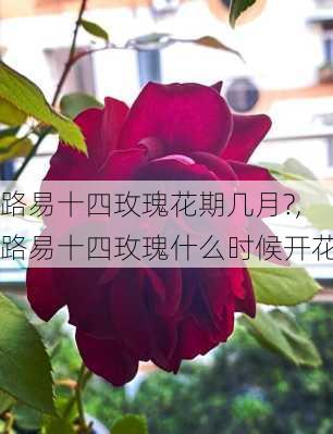 路易十四玫瑰花期几月?,路易十四玫瑰什么时候开花