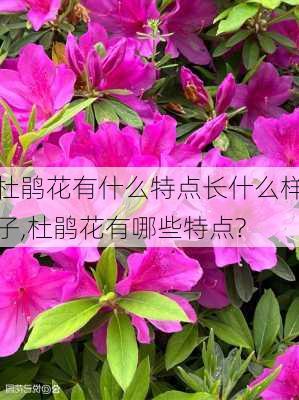 杜鹃花有什么特点长什么样子,杜鹃花有哪些特点?