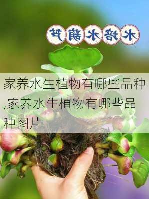 家养水生植物有哪些品种,家养水生植物有哪些品种图片