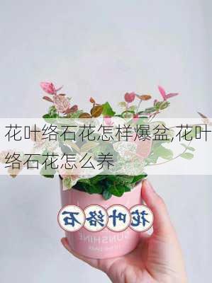 花叶络石花怎样爆盆,花叶络石花怎么养