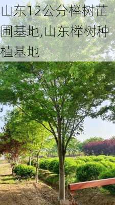 山东12公分榉树苗圃基地,山东榉树种植基地