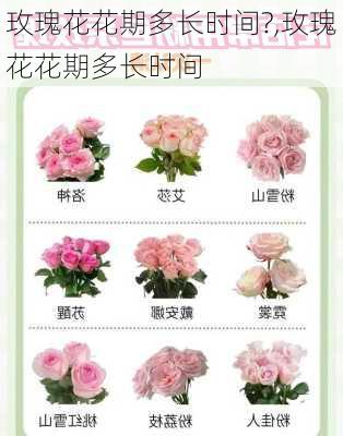 玫瑰花花期多长时间?,玫瑰花花期多长时间