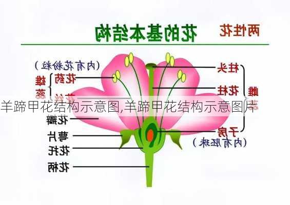 羊蹄甲花结构示意图,羊蹄甲花结构示意图片