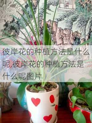 彼岸花的种植方法是什么呢,彼岸花的种植方法是什么呢图片