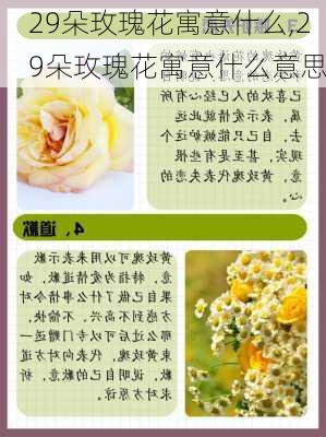 29朵玫瑰花寓意什么,29朵玫瑰花寓意什么意思