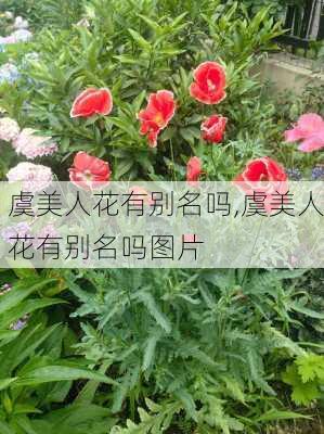 虞美人花有别名吗,虞美人花有别名吗图片