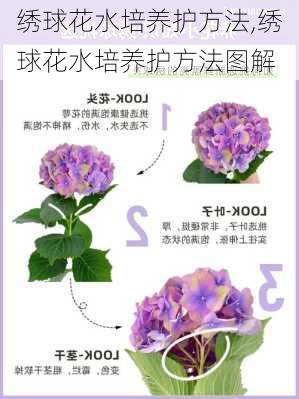 绣球花水培养护方法,绣球花水培养护方法图解