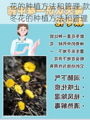 花的种植方法和管理,款冬花的种植方法和管理