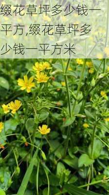 缀花草坪多少钱一平方,缀花草坪多少钱一平方米