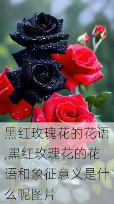 黑红玫瑰花的花语,黑红玫瑰花的花语和象征意义是什么呢图片