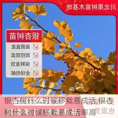 银杏树什么时候移栽易成活,银杏树什么时候移栽易成活率高