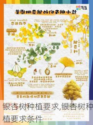 银杏树种植要求,银杏树种植要求条件