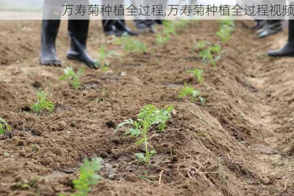 万寿菊种植全过程,万寿菊种植全过程视频