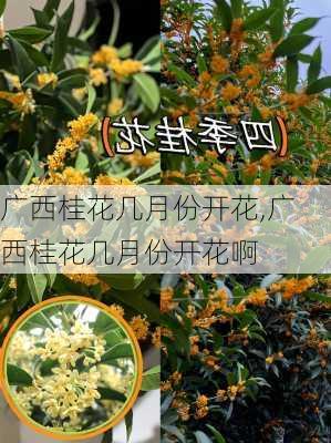 广西桂花几月份开花,广西桂花几月份开花啊