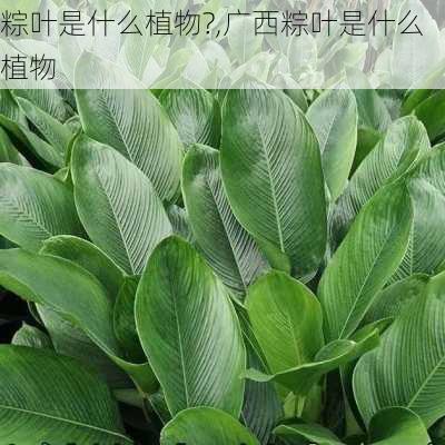 粽叶是什么植物?,广西粽叶是什么植物