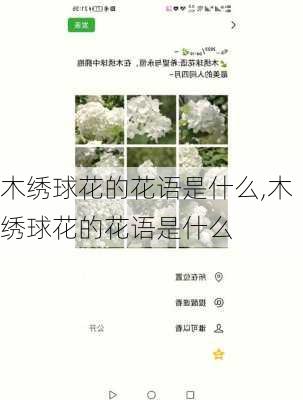 木绣球花的花语是什么,木绣球花的花语是什么