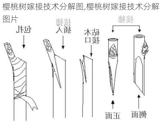 樱桃树嫁接技术分解图,樱桃树嫁接技术分解图片