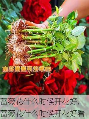 蔷薇花什么时候开花好,蔷薇花什么时候开花好看