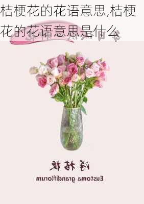 桔梗花的花语意思,桔梗花的花语意思是什么