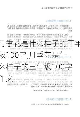 月季花是什么样子的三年级100字,月季花是什么样子的三年级100字作文