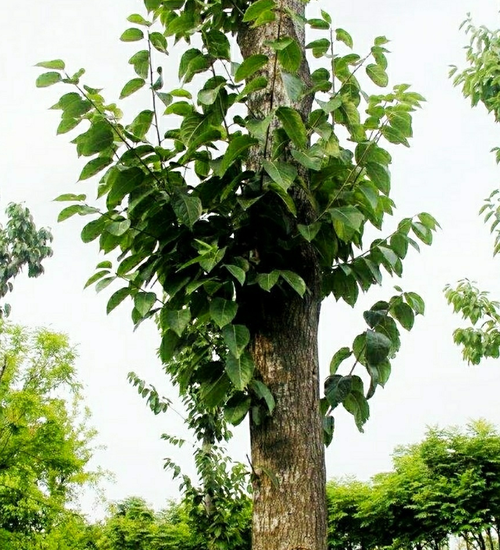 北方药材树种有哪些,北方药材树种有哪些品种