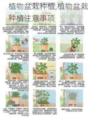 植物盆栽种植,植物盆栽种植注意事项