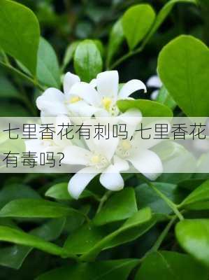 七里香花有刺吗,七里香花有毒吗?