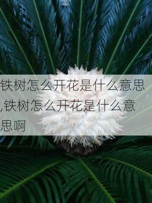 铁树怎么开花是什么意思,铁树怎么开花是什么意思啊