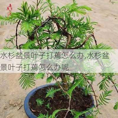 水杉盆景叶子打蔫怎么办,水杉盆景叶子打蔫怎么办呢