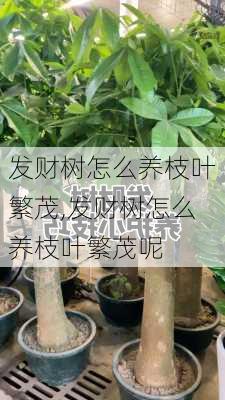 发财树怎么养枝叶繁茂,发财树怎么养枝叶繁茂呢