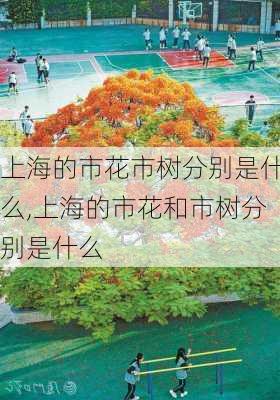 上海的市花市树分别是什么,上海的市花和市树分别是什么