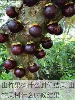 山竹果树什么时候结果,山竹果树什么时候结果